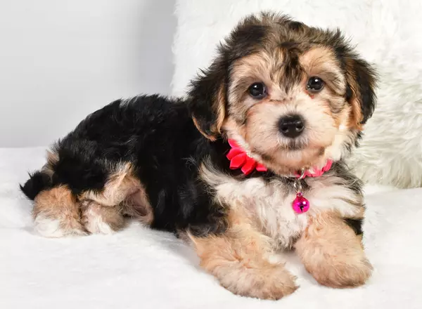 Yorkie-Chon - Alisha