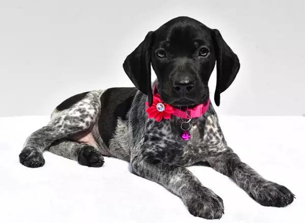 German Shorthaired Pointer - Frisky