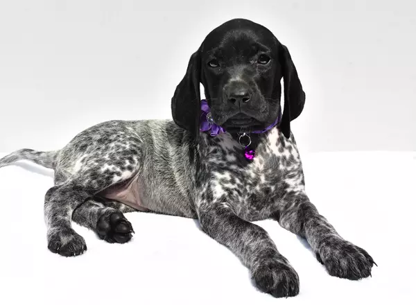 German Shorthaired Pointer - Fiona