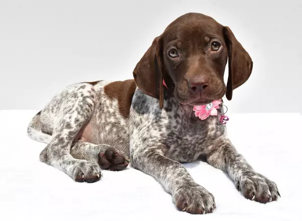 German Shorthaired Pointer - Frosty