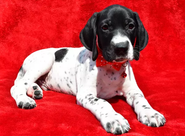 German Shorthaired Pointer - Flash