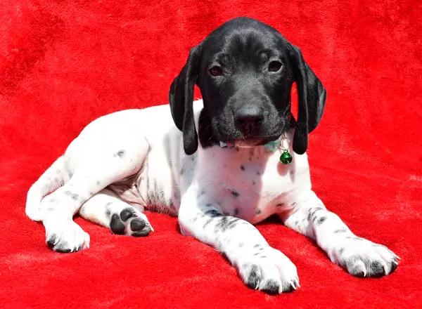 German Shorthaired Pointer - Freddy