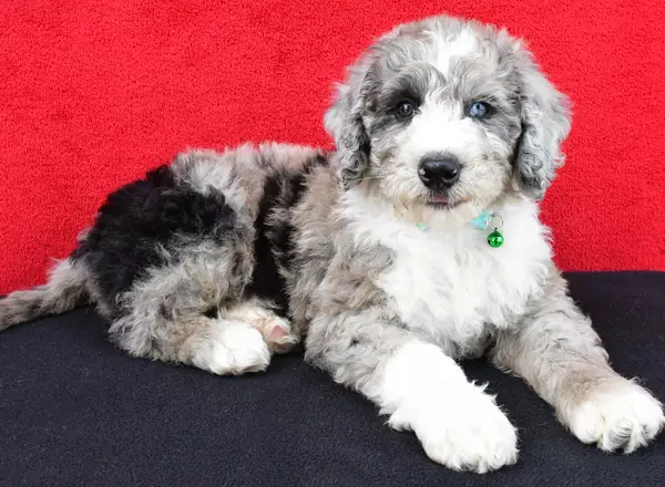 Sheepadoodle - Milo