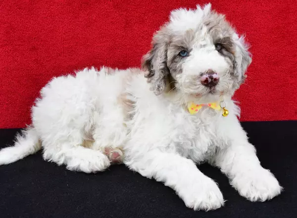 Sheepadoodle - Mason