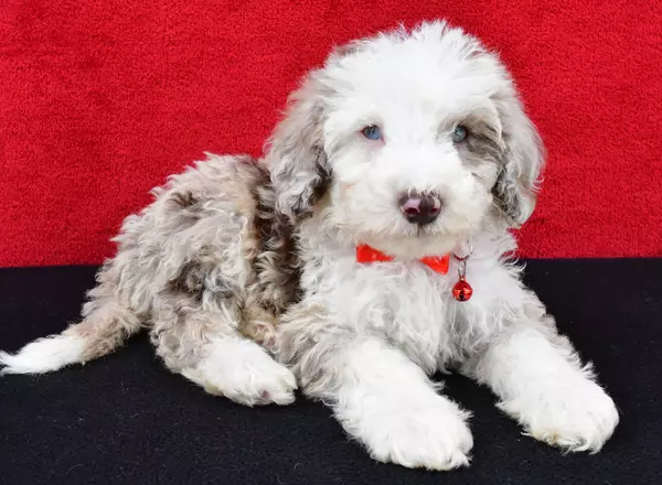 Sheepadoodle - Miles