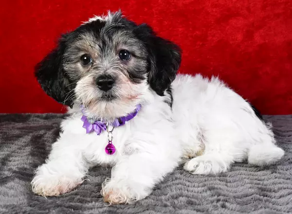 Yorkie-Chon - Penny