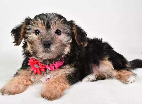 Yorkie-Chon - Polly