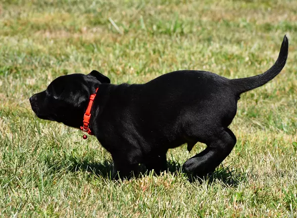 Labrador Retriever - Chocolate - Nugget