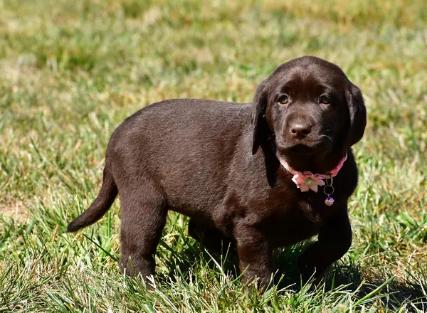 Labrador Retriever - Black - Nova
