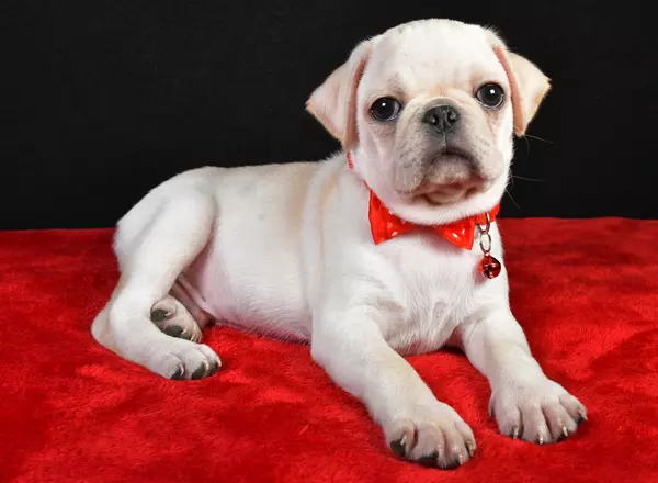 Pug - Bruno