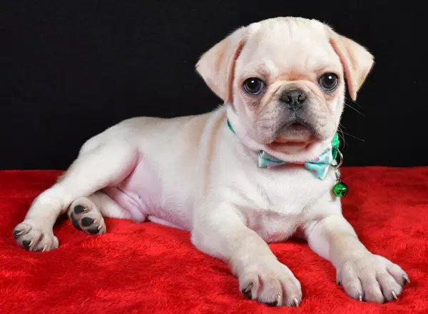Pug - Bear