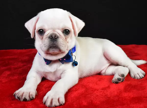 Pug - Bubba