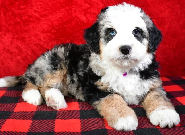 Mini Bernese Mountain Dogs - Jerry