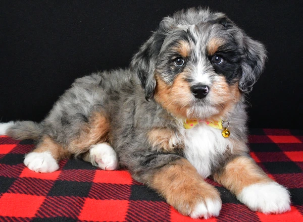 Mini Bernese Mountain Dogs - Jake