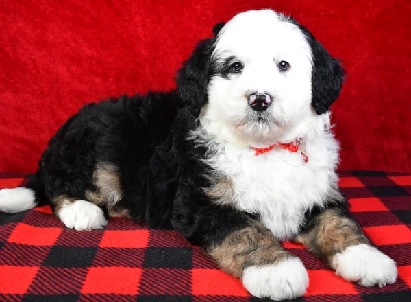 Mini Bernese Mountain Dogs - Jasper