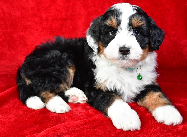 Mini Bernese Mountain Dogs - Joey