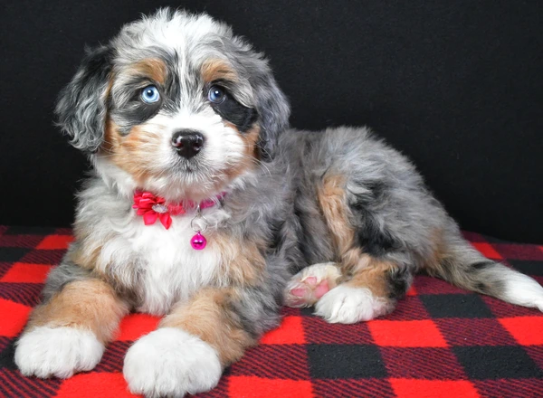 Mini Bernese Mountain Dogs - Jana