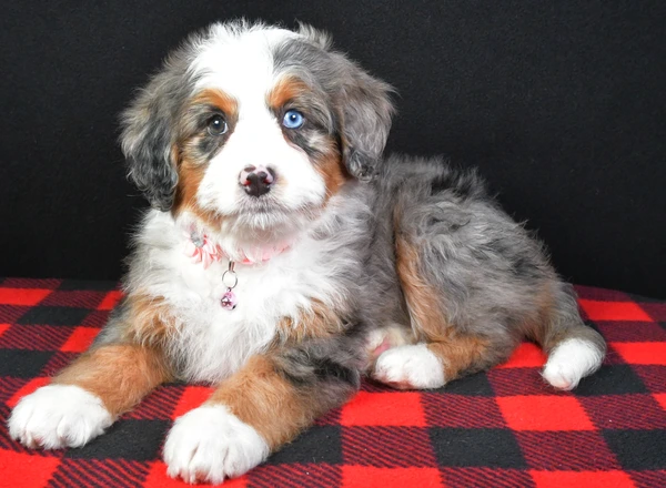 Mini Bernese Mountain Dogs - Jill