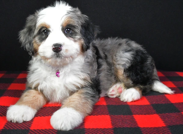 Mini Bernese Mountain Dogs - Jane