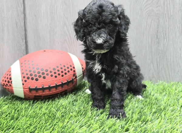 Miniature Poodle - Carter