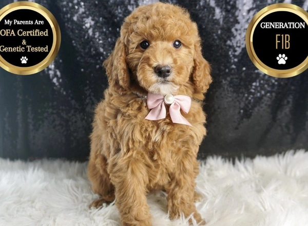 Mini Goldendoodle - Hazel