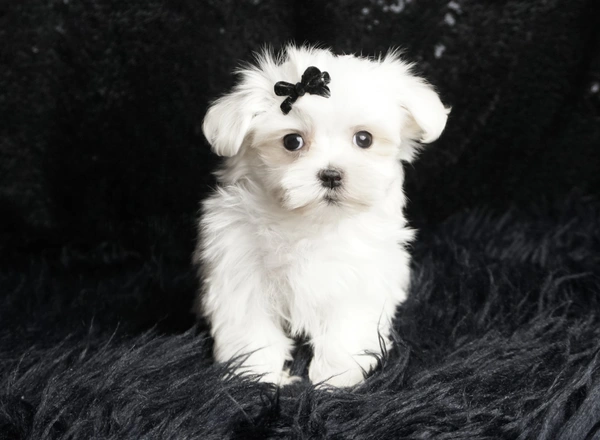 Maltese - Poppy