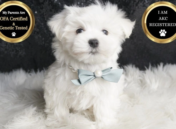 Maltese - Leo