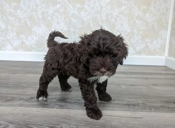 Portuguese Water Dog - Klay