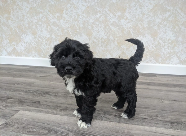 Portuguese Water Dog - Parker