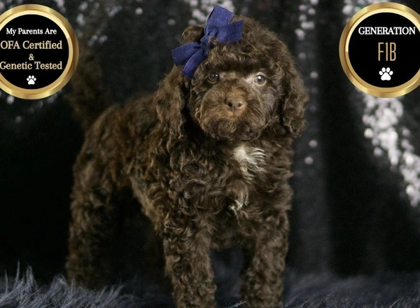 Mini Goldendoodle - Brownie