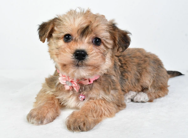 Yorkie-Chon - Twinkle