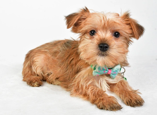 Yorkie-Chon - Max