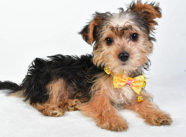 Yorkie-Chon - Magnum