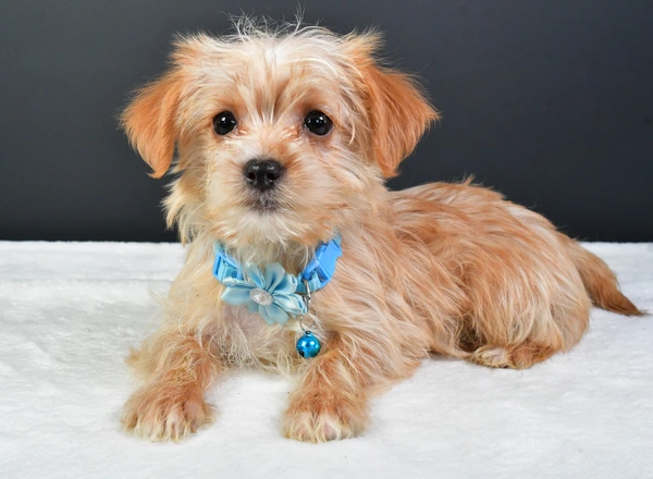 Yorkie-Chon - Melva