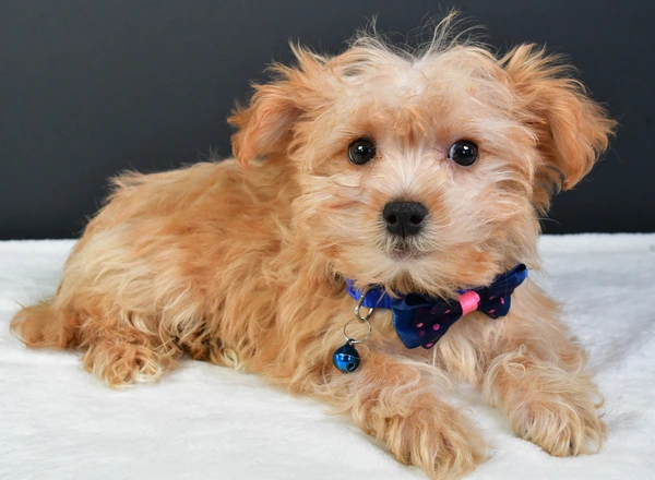 Yorkie-Chon - Baxtor