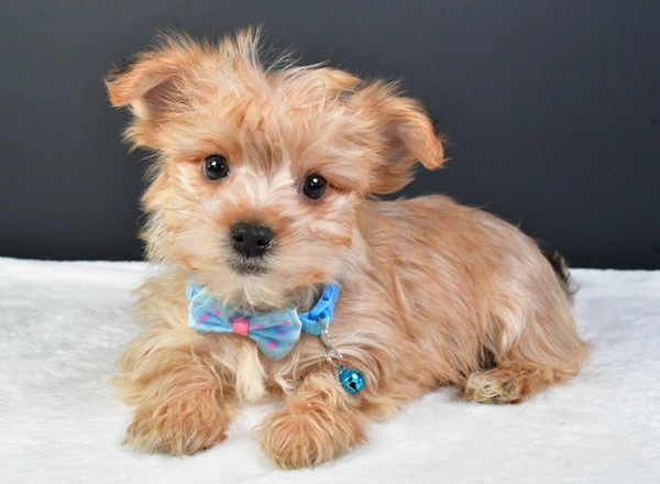 Yorkie-Chon - Blake