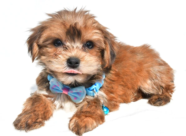 Yorkie-Chon - Cole