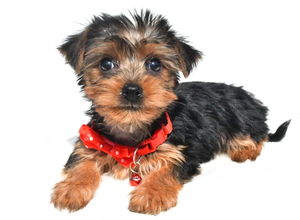 Yorkie-Chon - Chester