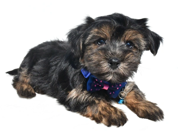 Yorkie-Chon - Champ