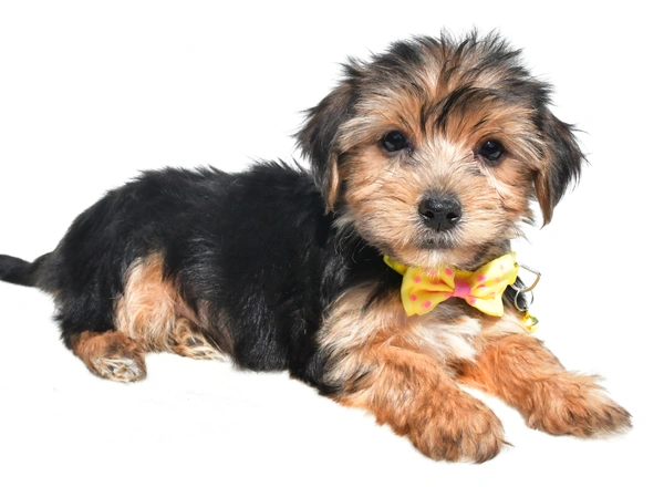 Yorkie-Chon - Colby