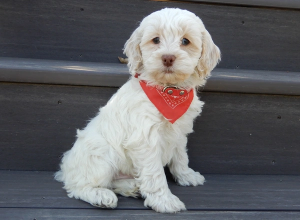 Cockapoo - Harley