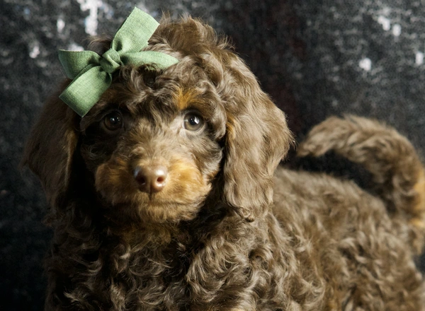 Cavapoo - Mr Sweet