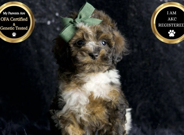 Toy Poodle - Weebit
