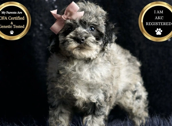 Toy Poodle - Gidget
