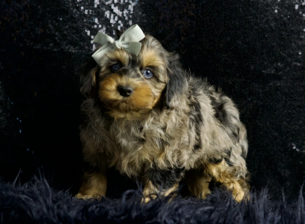 Morkie - Patootie
