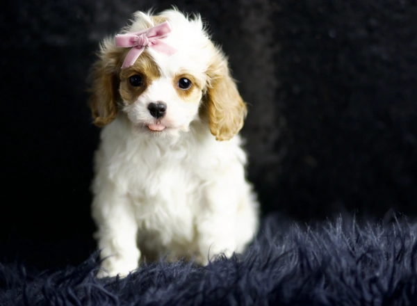 Cavapoo - Isabella