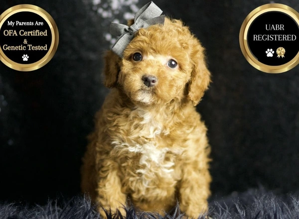 Toy Poodle - Banker