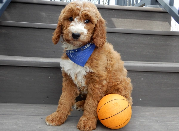 Goldendoodle - Chase (medium)