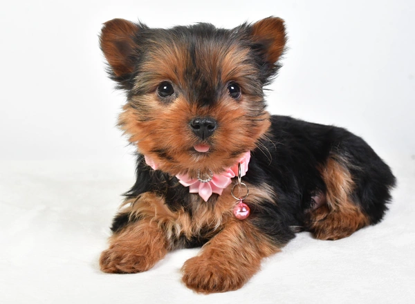 Morkie - Dora