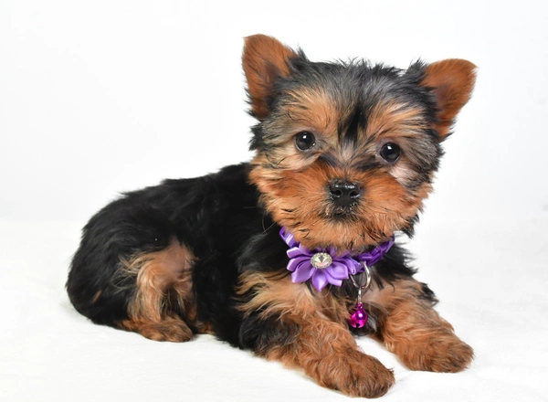 Morkie - Deanna